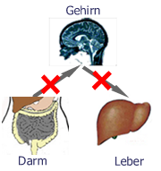 Grafik: Darm-Gehirn-Leber Achse 