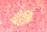 Beta-Zelle der Bauchspeicheldrüse