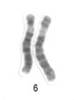 Menschliches Chromosom 