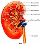 anatomie_niere