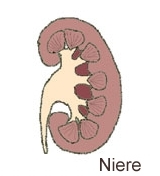 Grafik Niere
